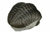 Curled Eldredgeops Trilobite - Sylvania, Ohio #175639-3